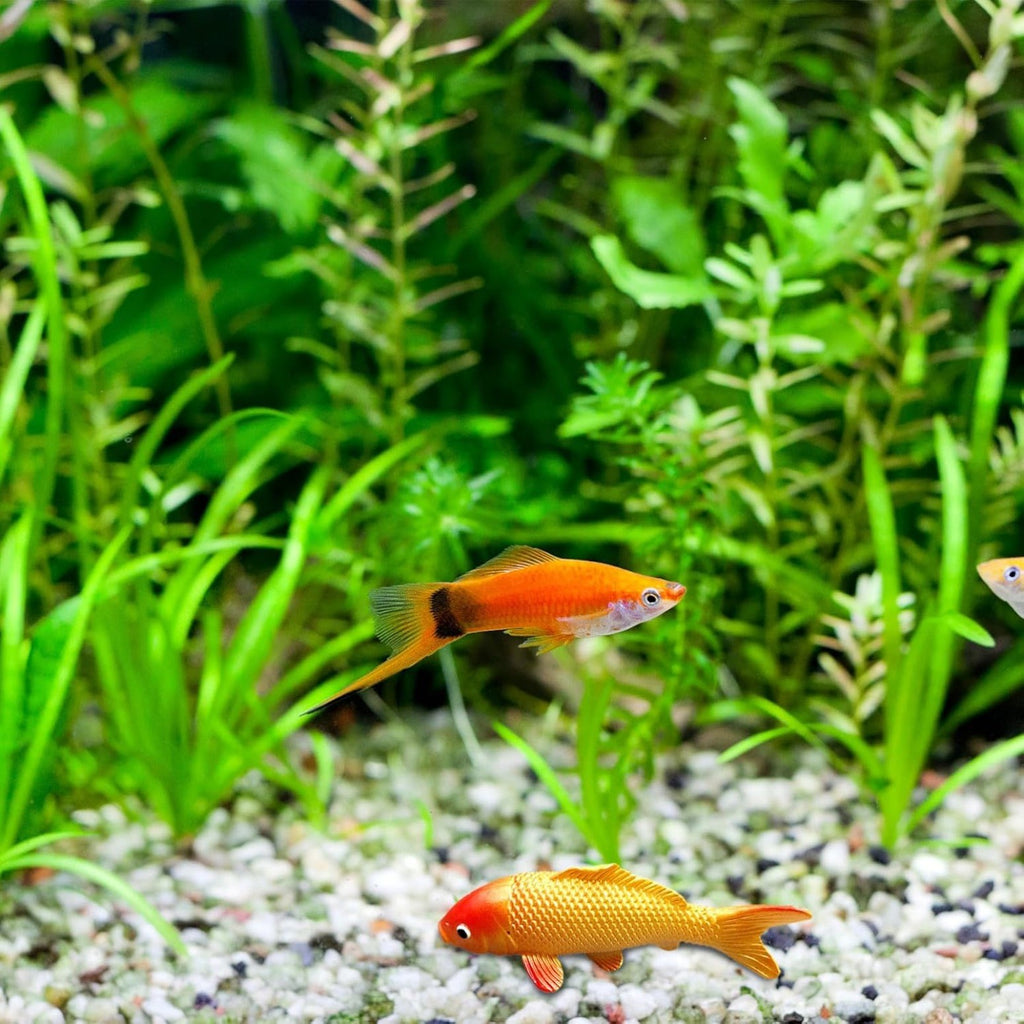 Koi ornaments in a fish tank