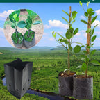 300PCS Plant Grow Bags with Breathable Holes - PE Seedling Nursery Bags in 3 Sizes