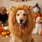 Front view of a dog wearing a fluffy lion mane wig with ears