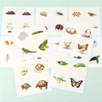 Wooden Montessori Life Cycle Puzzle Board Toddler Learning Educational Toy