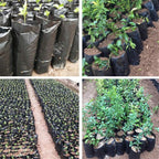 300PCS Plant Grow Bags with Breathable Holes - PE Seedling Nursery Bags in 3 Sizes