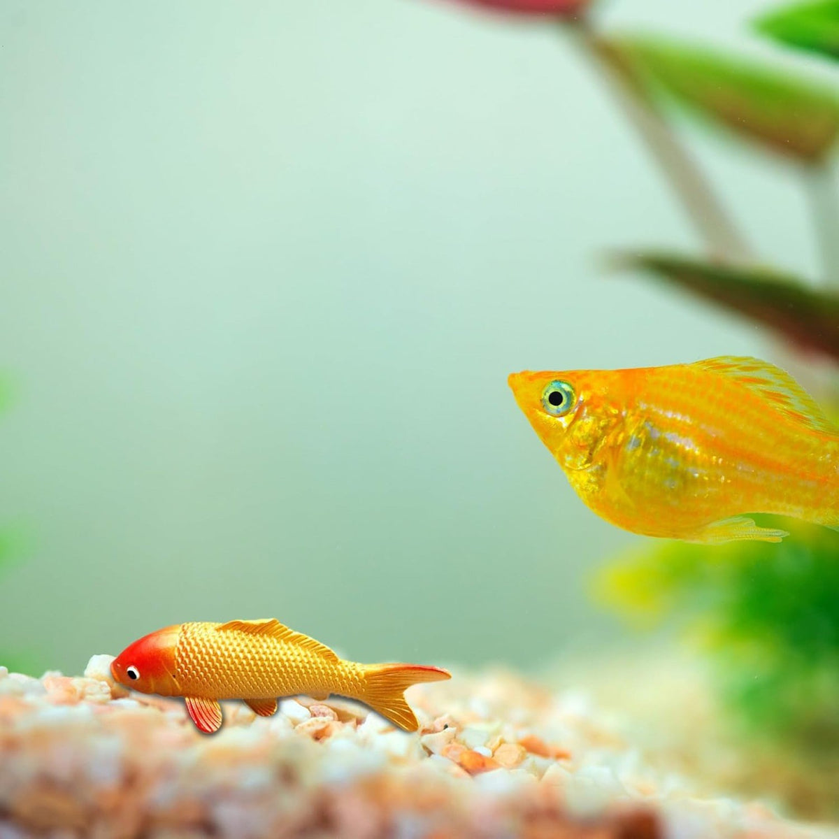 Gold koi ornament in a fish tank