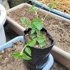 300PCS Plant Grow Bags with Breathable Holes - PE Seedling Nursery Bags in 3 Sizes