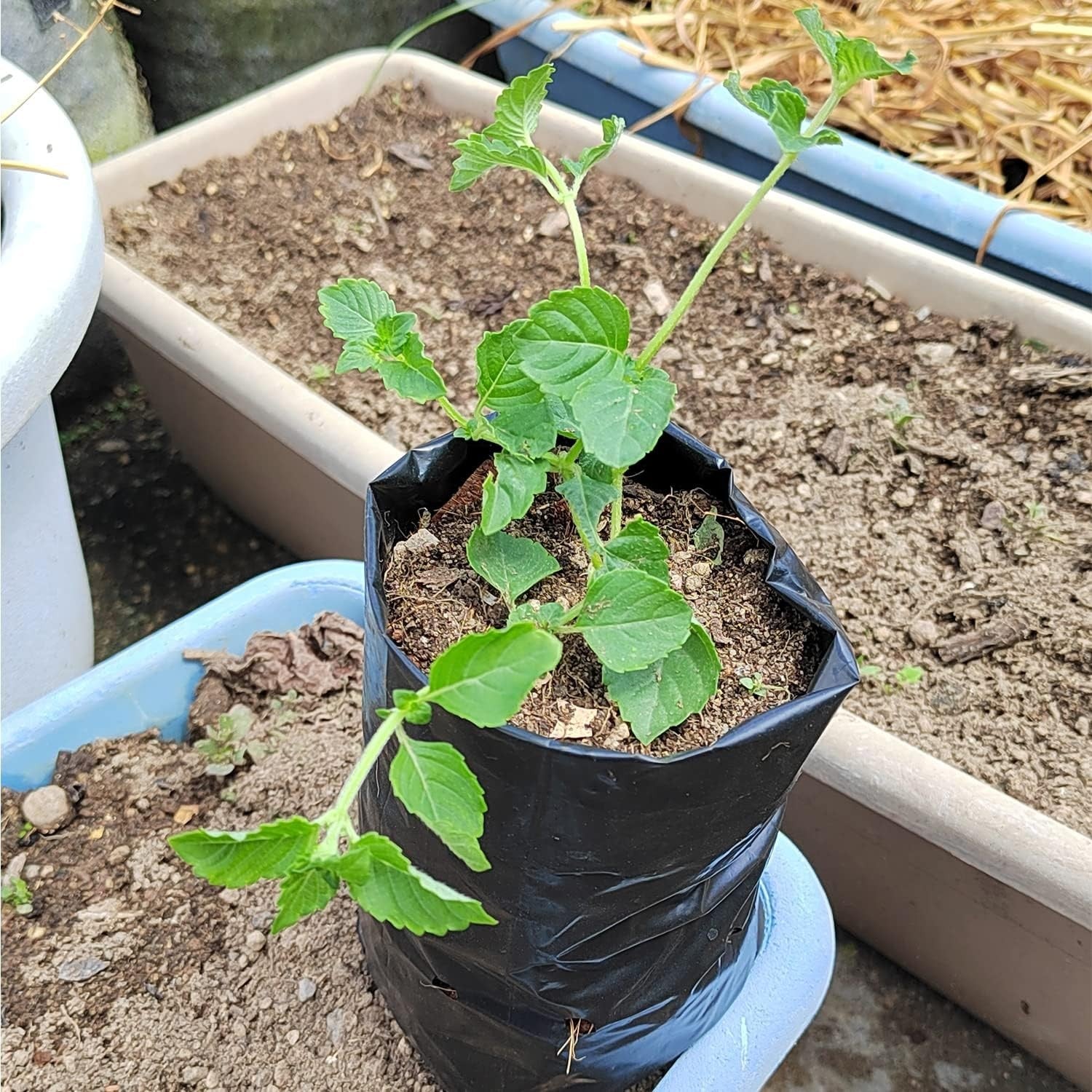 300PCS Plant Grow Bags with Breathable Holes - PE Seedling Nursery Bags in 3 Sizes